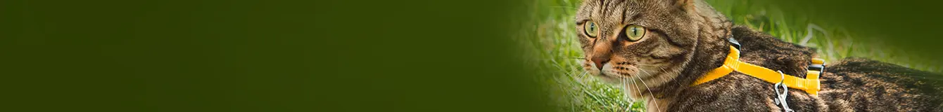 Smycze i szelki dla kotów