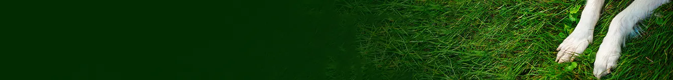 Środki na pchły i kleszcze dla psów