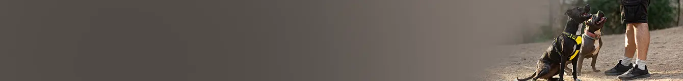 Akcesoria treningowe dla psa