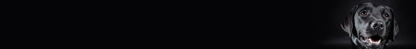 Dezynfekcja i usuwanie zabrudzeń po psie