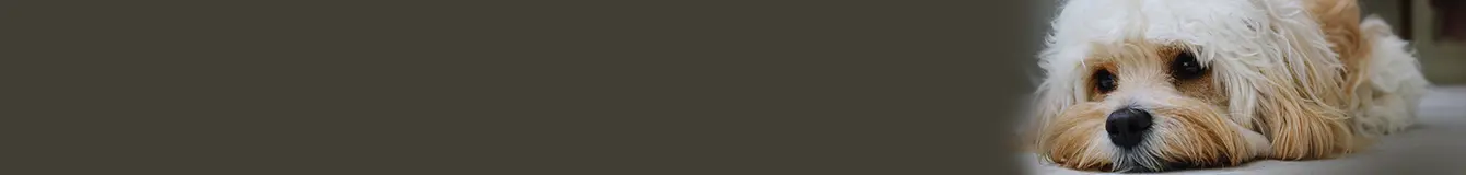 Maszynki do strzyżenia psów