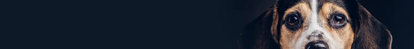 Czyszczenie oczu psa