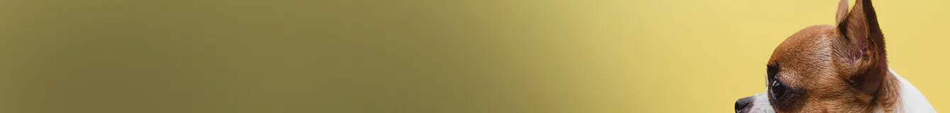 Czyszczenie uszu psa