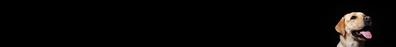 Usuwanie zapachów psa