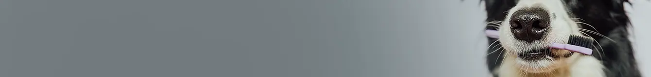 Czyszczenie zębów psa