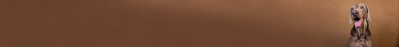 Karma mokra dla dorosłych psów