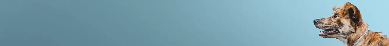 Karma mokra dla psów seniorów