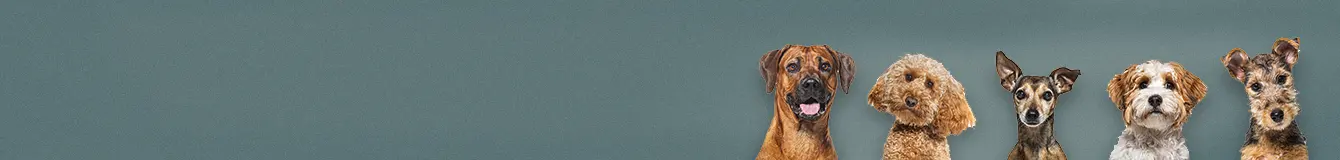 Karma mokra z podziałem na wielkość psa