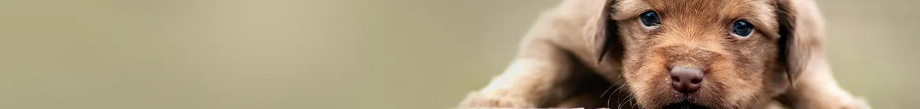 Karma mokra dla psa z podziałem na wiek