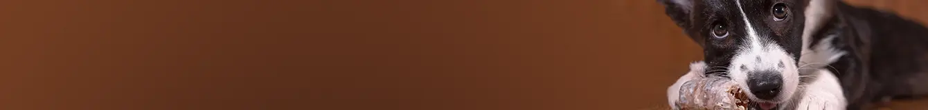 Naturalne gryzaki dla psów