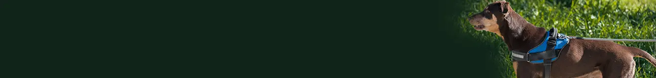 Szelki guard dla psów 