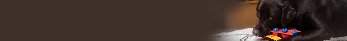 Zabawki edukacyjne i interaktywne dla psa