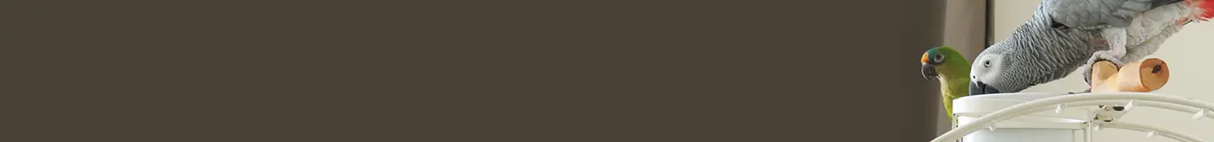 Karmidła dla ptaków egzotycznych