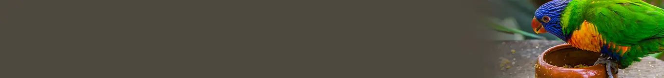 Miski dla ptaków egzotycznych