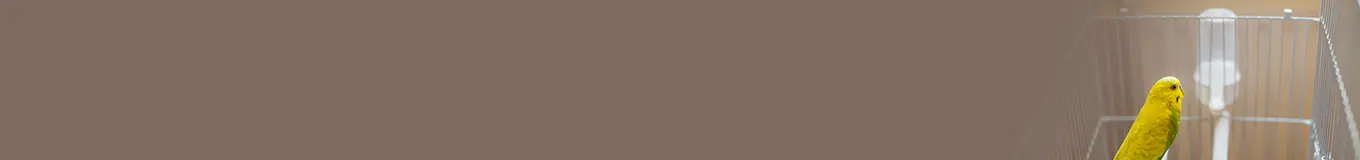 Poidełka dla ptaków egzotycznych