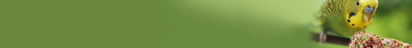 Przysmaki dla ptaków egzotycznych