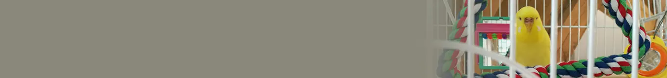 Zabawki dla ptaków egzotycznych