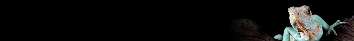 Akcesoria dla gadów i płazów