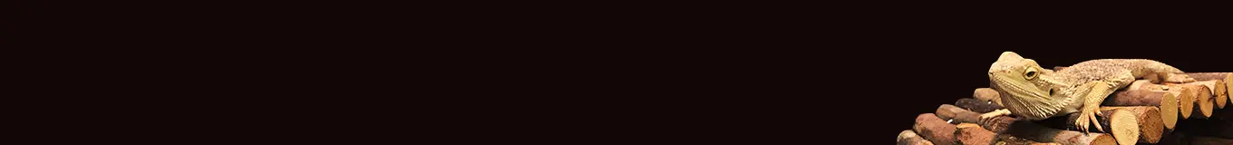 Dekoracje do terrarium dla gadów i płazów