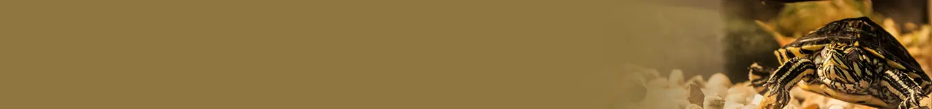 Filtracja w akwaterrariach