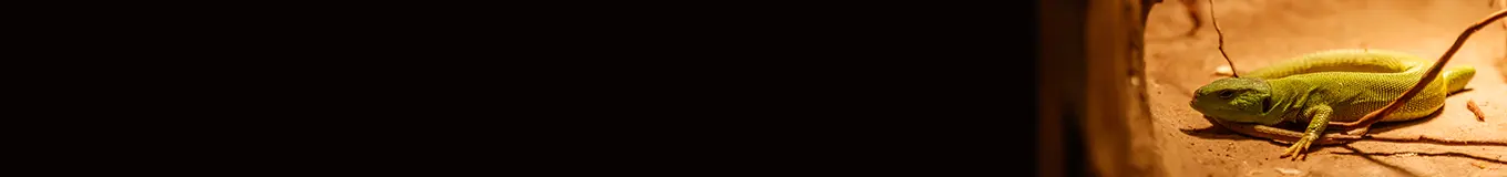 Oświetlenie do terrarium