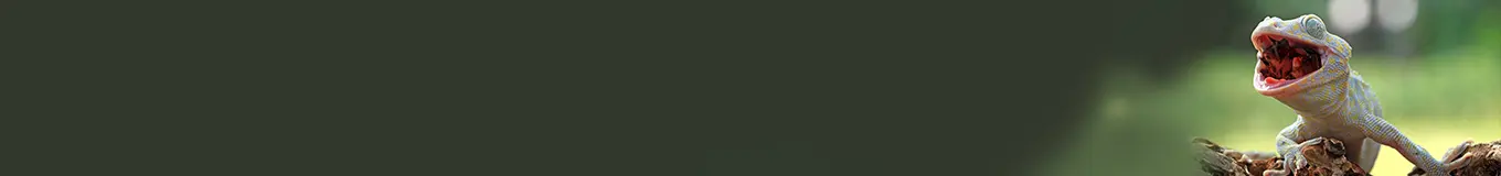 Pokarmy dla gadów i płazów