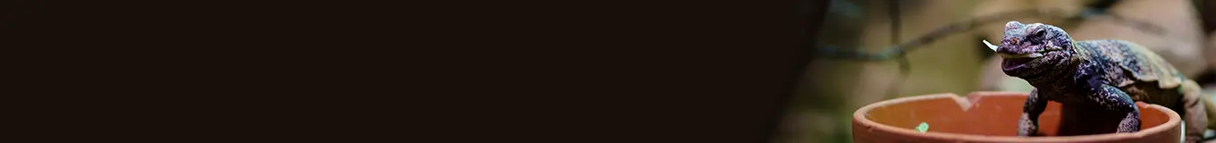 Preparaty do terrarium i akwaterrarium