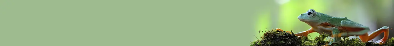 Terraria dla gadów i płazów