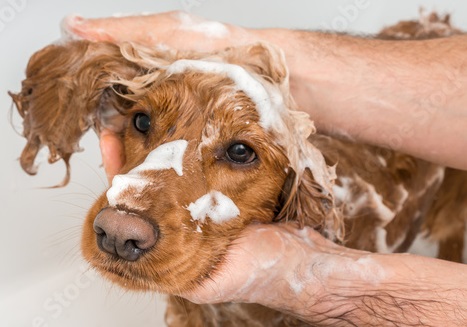 Jak kąpać psa? Zasady pielęgnacji czworonoga