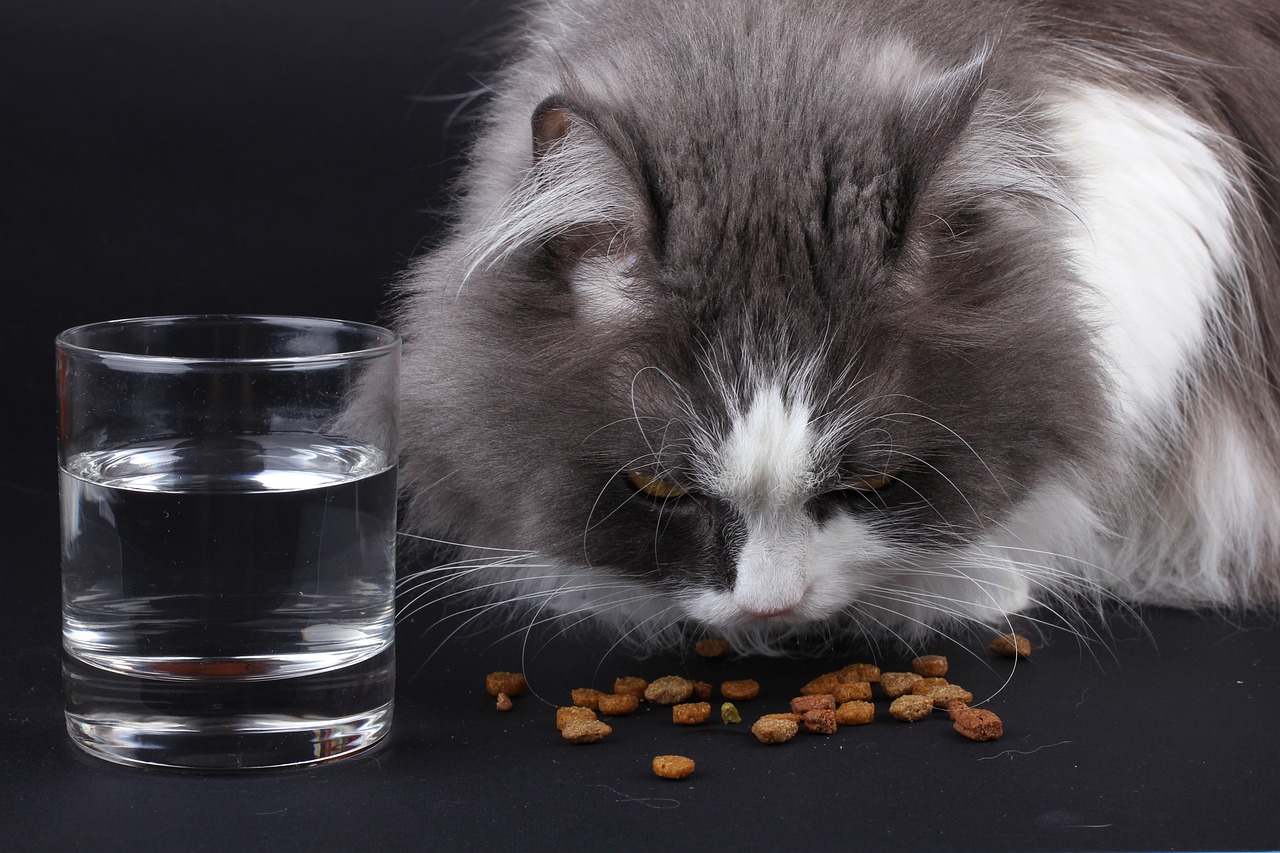 Ile mokrej karmy dla kota? Dawkowanie dzienne