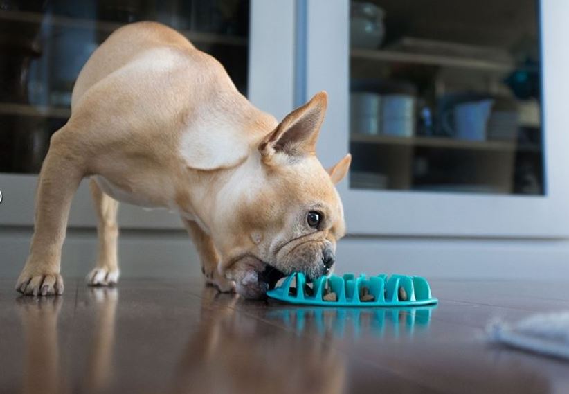 Miska dla psa spowalniająca jedzenie: kiedy warto ją stosować?