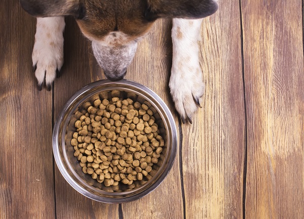 Sucha czy mokra karma dla psa – którą powinien jeść pies? Którą karmę wybrać dla pupila?