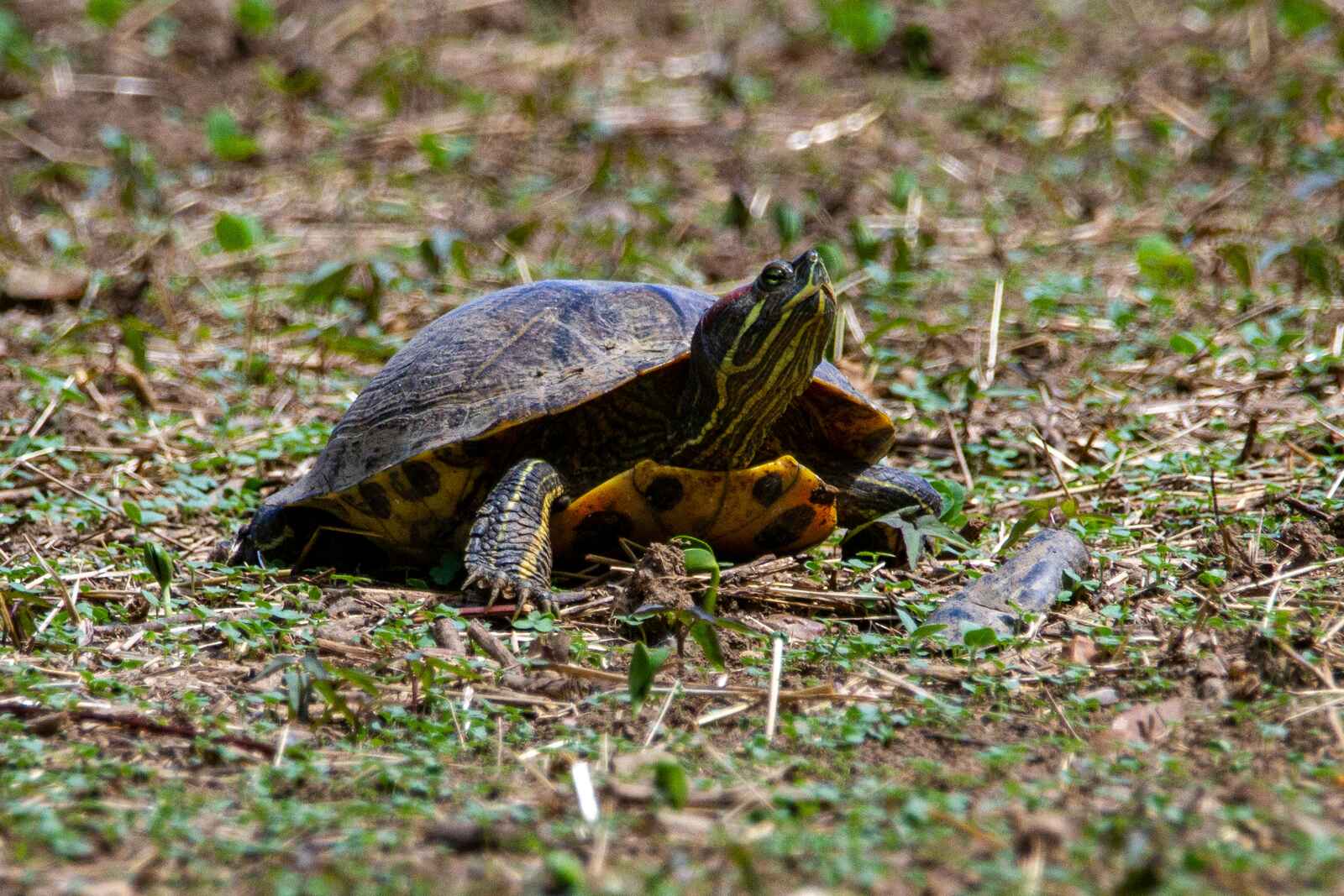 Żółw czerwonolicy – czy można hodować go w domu? Wszystkie informacje o Trachemys scripta elegans