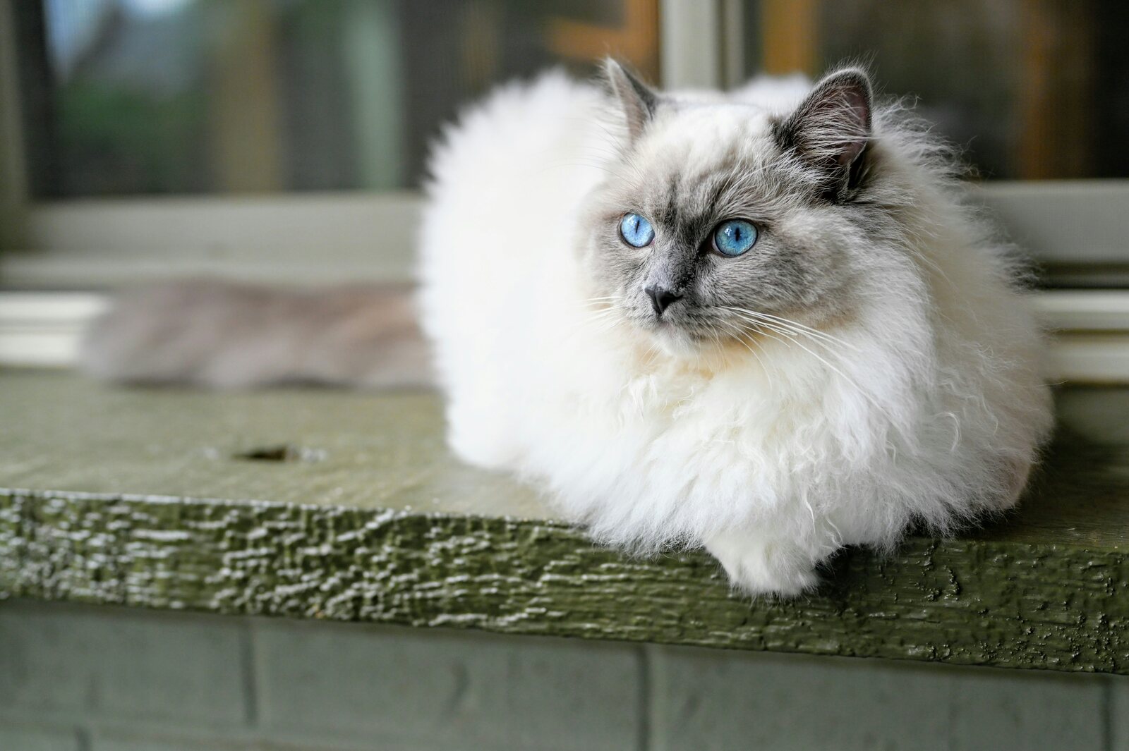  Kot ragdoll – charakter, umaszczenie, pielęgnacja, cena. Wszystkie podstawowe informacje o rasie