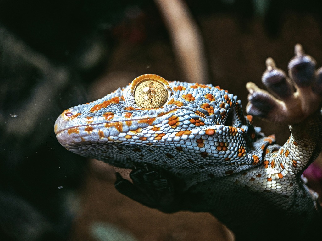 Gekon toke – hodowla, charakterystyka i terrarium gatunku gekko gecko