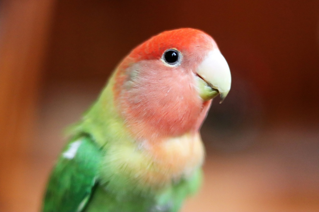 Jak żyje papużka nierozłączka na wolności i w hodowli?