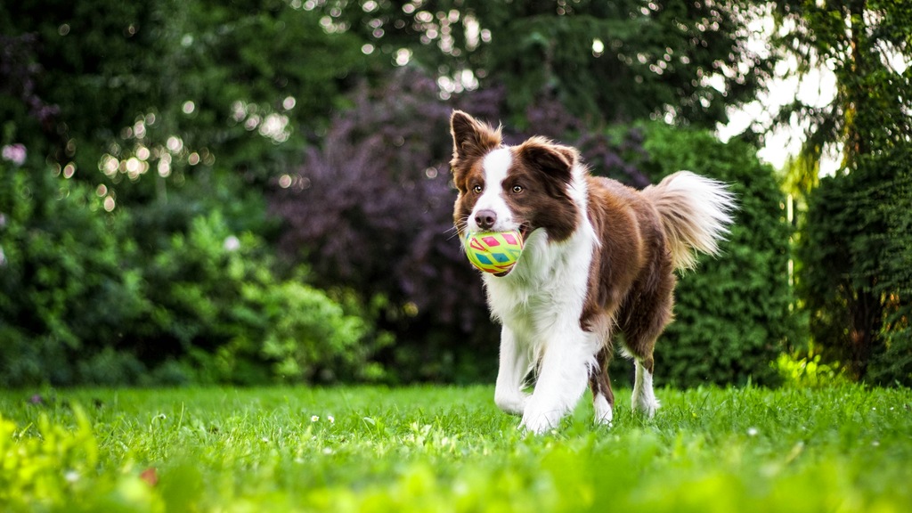 Border collie – opis rasy, umaszczenia i usposobienie