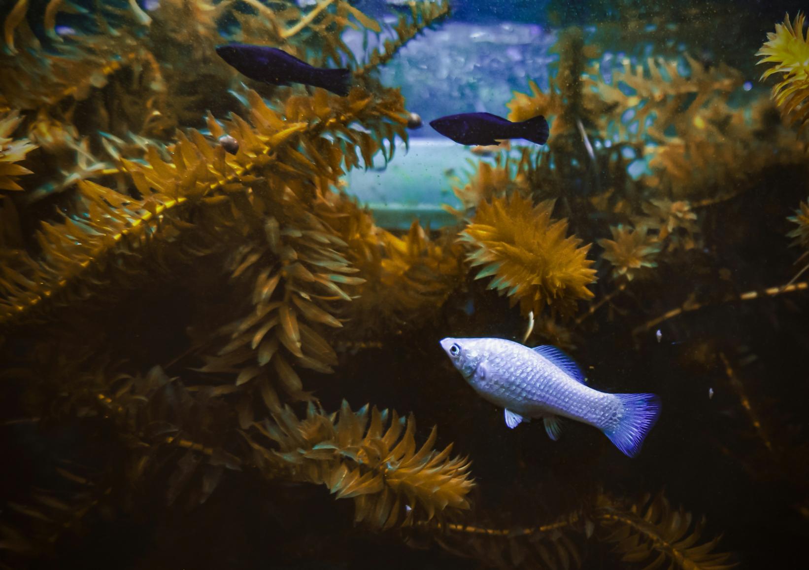 Molinezja – hodowla ryby z rodziny piękniczkowatych w akwarium