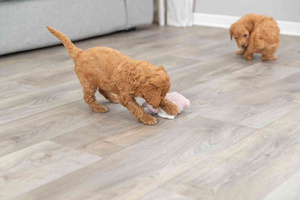 Trixie Junior Świnka "Baranek" z Ukrytą Wiadomością dla Szczeniąt 13cm