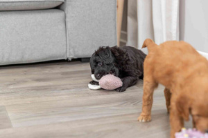 Trixie Junior Świnka zabawka dla szczeniąt plusz 13cm