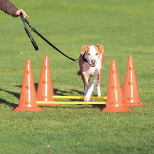 Trixie Tor przeszkód dla psa Dog Activity zestaw 2 części 30x50cm 100cm