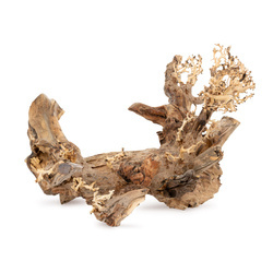 Terra Natura Tonące drzewo Bonsai nr 50 50x40 cm