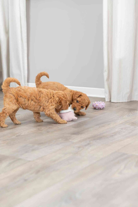 Trixie Junior Świnka zabawka dla szczeniąt plusz 13cm