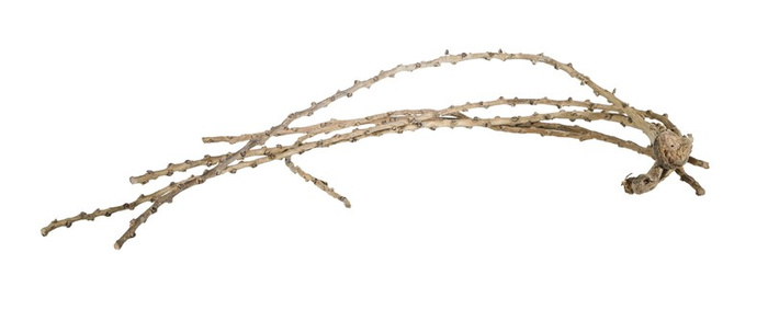 TerraNatura Korzeń Liana Finish 60-100 cm op. ok. 5szt