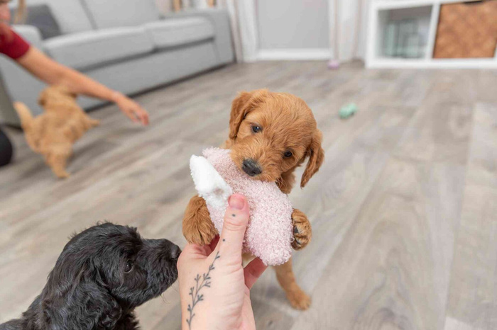 Trixie Junior Świnka zabawka dla szczeniąt plusz 13cm