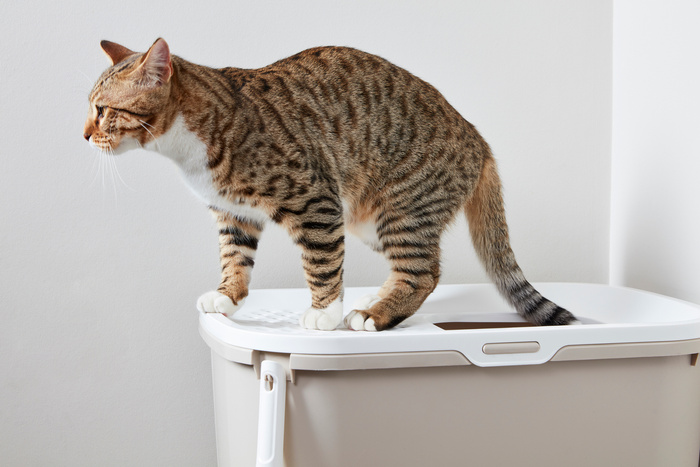 Savic Hop In kuweta biało-brązowa plastik 58,5x39x39,5cm