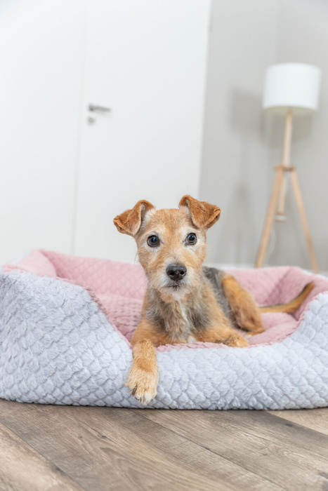 Trixie Kaline Mio Legowisko z Brzegiem Szaro-Różowe 80x65cm