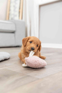 Trixie Junior Świnka zabawka dla szczeniąt plusz 13cm