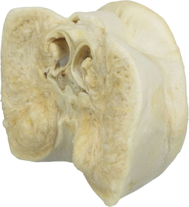 Trixie Suszone świńskie nosy 50szt