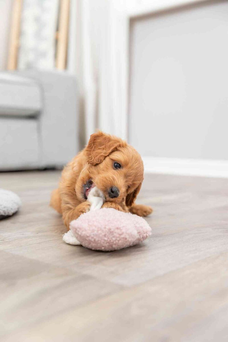 Trixie Junior Świnka zabawka dla szczeniąt plusz 13cm